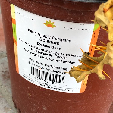 Solanum pyracanthum Label